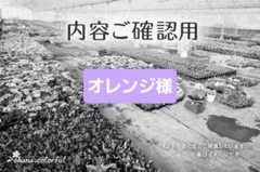 オレンジ様嫁入りのサムネイル