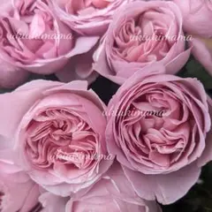 週末セール 7/26 21時まで 残少 バラ 苗 薔薇 希少種のサムネイル