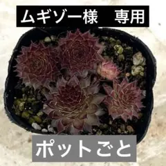 ブロンコ　カット苗　多肉植物　センペルビウムのサムネイル