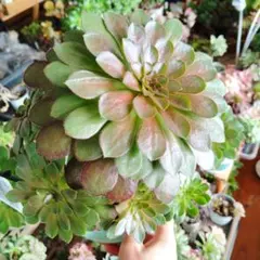 シエナ　センポニウム　希少苗　大群生株　９頭　5号鉢　抜き苗発送