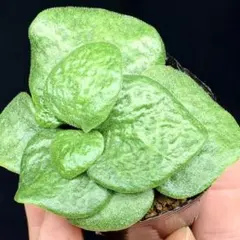 モリモリはみ出し！　チレコドン　エクティプス　多肉植物　塊根植物　実生のサムネイル