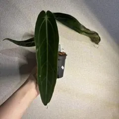 カ*ん様 アンスリウム　ワロクアーナムのサムネイル
