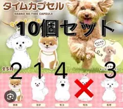 未開封　わんこのタイムカプセル　10個　犬　毛　保存　カプセル　メモリアル　遺毛