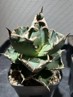 2025年最新】アガベFO222の人気アイテム - メルカリ