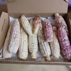 No.6。わけありモチモチとうもろこしのサムネイル