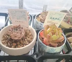 多肉植物セット
