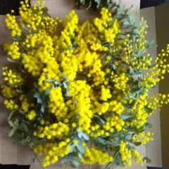 銀葉アカシア＊ミモザ②✼ネコポス発送♪春花✼ミモザの日✼*