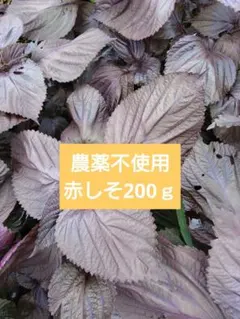 農薬不使用　赤しそ200ｇのサムネイル