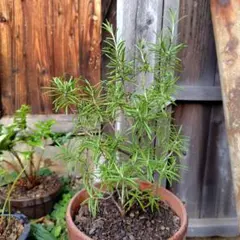 ローズマリー　大きめ