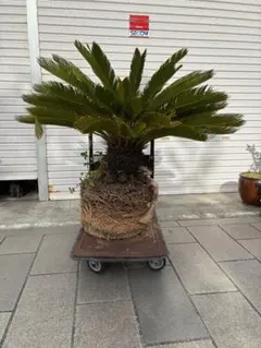 2026年最新】ソテツ 引き取りの人気アイテム - メルカリ