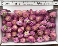 ⭐︎No.64 千日紅 ドライフラワー パープル系ピンク 80輪