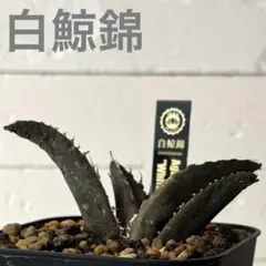 2026年最新】白鯨錦の人気アイテム - メルカリ