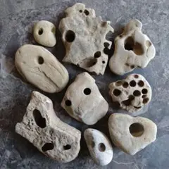表情いいね 石ころ ♪⑲　石　水石　鑑賞石　自然石　貝殻　穴あき石　穿孔貝のサムネイル