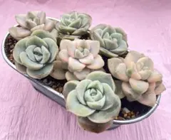 2025年最新】ティテュバンス錦の人気アイテム - メルカリ