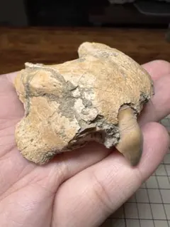 プラティベロドンの臼歯 Platybelodon sp. - メルカリ