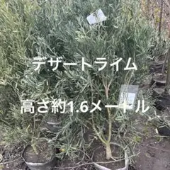 5年生 幼果つき フィンガーライム接木苗／デザートライム 樹高150cm