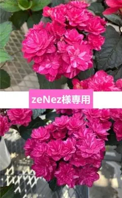 2026年最新】塩原花園の人気アイテム - メルカリ