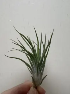 チランジア ロイテリ② (メルカリ便にてお届けします) チランジア ロイテリ② (メルカリ便にてお届けします