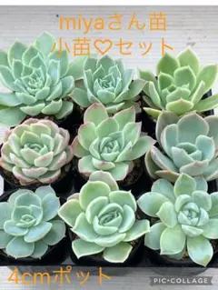 miyaさん苗 かなで 命名苗 札付き(多肉、多肉植物) - メルカリ