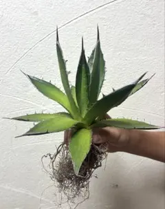 アガベ　ホリダ　④