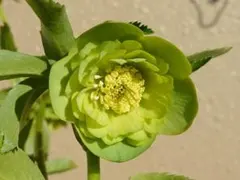 2025年最新】加藤農園 クリスマスローズの人気アイテム - メルカリ