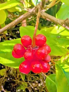 熱帯果樹】レンブ 黒真珠（Syzygium samarangense） - メルカリ