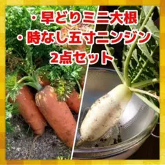 早どりミニ大根の種、時なし五寸ニンジンの種、２点セット