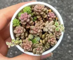 【同梱500円】多肉植物 スプリングワンダー×だるま姫秀麗　小桃のサムネイル