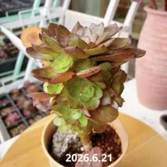 黑魔錦 多肉植物 アエオニウム 抜き苗 - メルカリ