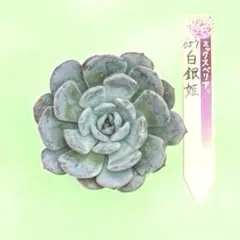 2026年最新】おらいさん苗の人気アイテム - メルカリ
