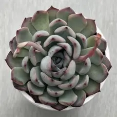 m様 リクエスト 2点 まとめ商品