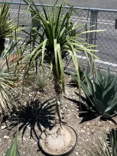 トックリラン ノリナ 7号 観葉植物 約105㎝ - メルカリ