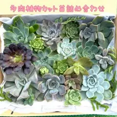 大きめサイズ　多肉植物　カット苗詰め合わせ