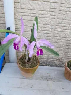 洋蘭 原種 カトレア C. walkeriana f. aquinii Gifu - メルカリ
