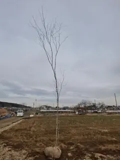 2026年最新】アオダモ 株立ちの人気アイテム - メルカリ