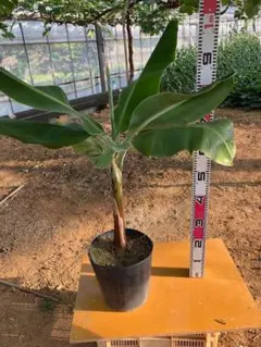 100cm=世界で2番目に美味！？◇ドワーフ・ライチ。バナナ苗◇食味AAA
