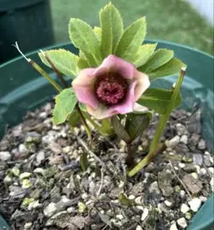 こ*ん様 メビウスのようなセミダブル　加藤農園　株分苗 メビウスのようなセミダブル 加藤農園 株分苗 - メルカリ