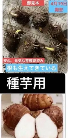 기후현산, 경작하지 않고 자연 재배, 무농약 사용 ● 토란씨, 감자순, 3개 확인, 실패 없음
