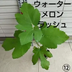 ⑭☆希少高級イチジク苗木☆【ウォーターメロンラッシュ】6月12日撮影