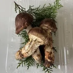 2026年最新】国産松茸 訳ありの人気アイテム - メルカリ