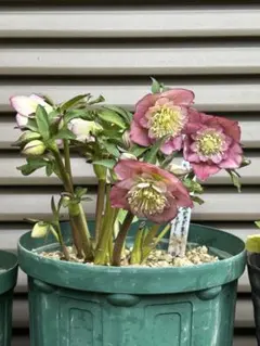 すいか様　専用です