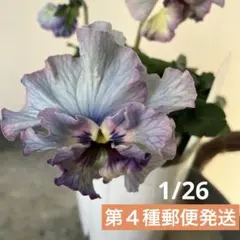 2026年最新】フェデネージュの人気アイテム - メルカリ