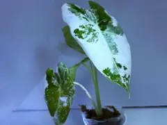 2026年最新】フライデックの人気アイテム - メルカリ