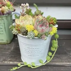 多肉植物　可愛い　寄せ植えセット　カット苗　寄せ植え