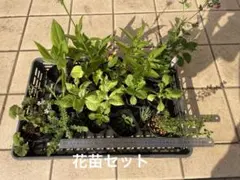 花苗セット　16ポット
