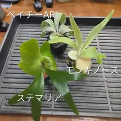 デンドロビウム 原種 5株セット - メルカリ