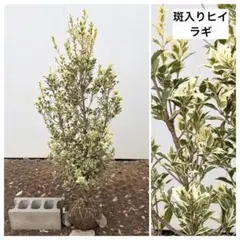 斑入り 温州みかん 苗木 7号 - メルカリ