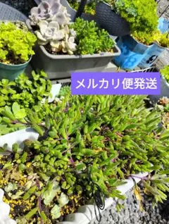 ♢鉢植え 苗色々(全て処分予定です)❄何方か可愛がって下さいね