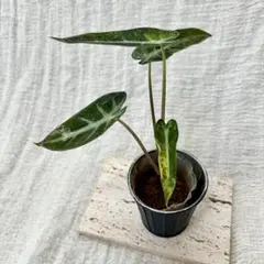 【希少】アロカシア バンビーノ オーレア斑入り 葉4枚　レア観葉植物のサムネイル