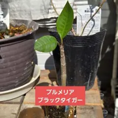 プルメリア【ブラックタイガー③】実生苗 カップごと第4種郵便発送